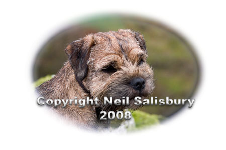 Border terrier